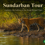 Sundarban Tour Planning for First-Time International Travellers
