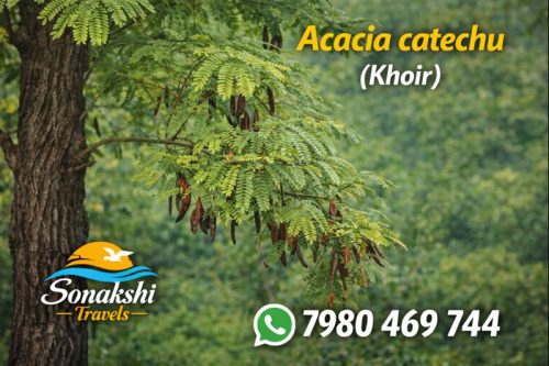 Acacia-catechu-Khoir