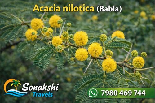 Acacia-nilotica-Babla