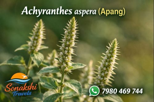 Achyranthes-aspera-Apang