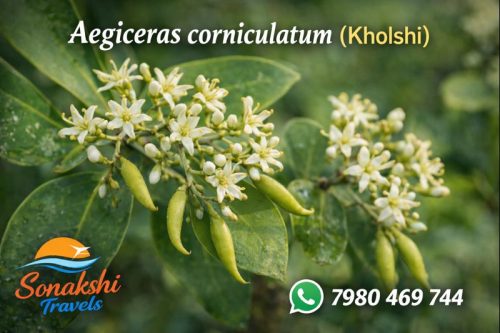 Aegiceras-corniculatum-Kholshi