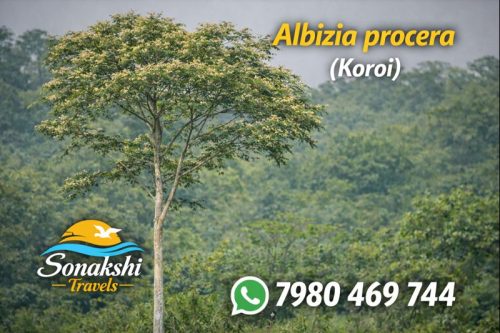 Albizia-procera-Koroi