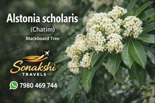 Alstonia-scholaris-Chatim