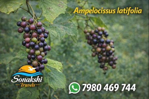 Ampelocissus-latifolia