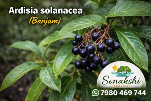 Ardisia-solanacea-Banjam