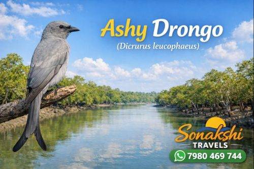Ashy-Drongo-Dicrurus-leucophaeus