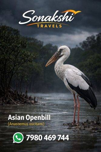 Asian-Openbill-Anastomus-oscitans