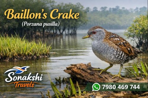 Baillons-Crake-Zapornia-pusilla