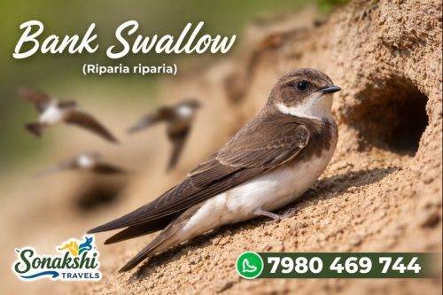 Bank-Swallow-Riparia-riparia