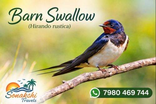 Barn-Swallow-Hirundo-rustica
