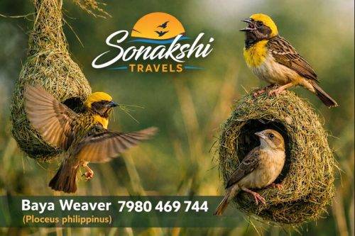 Baya-Weaver-Ploceus-philippinus