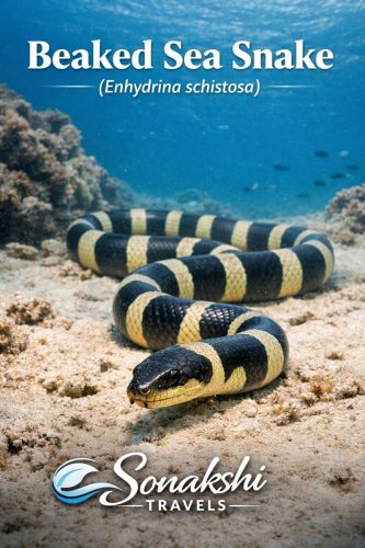Beaked-Sea-Snake-Enhydrina-schistosa