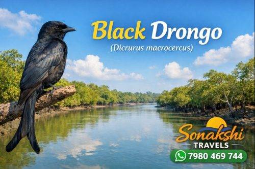 Black-Drongo-Dicrurus-macrocercus