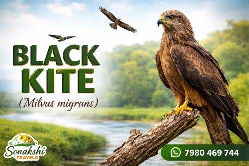 Black-Kite-Milvus-migrans