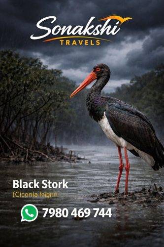 Black-Stork-Ciconia-nigra