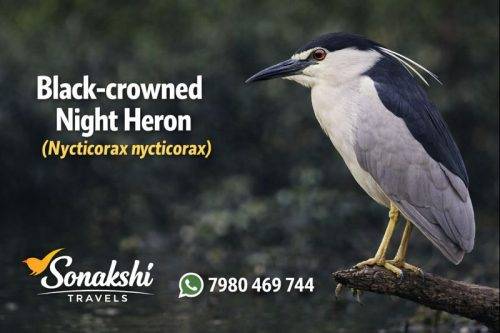 Black-crowned-Night-Heron-Nycticorax-nycticorax