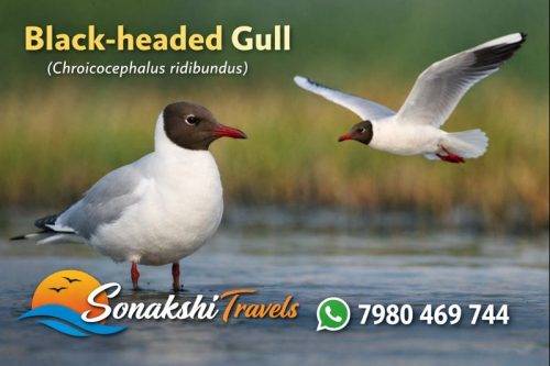 Black-headed-Gull (1)