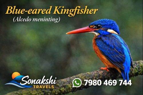 Blue-eared-Kingfisher-Alcedo-meninting (1)