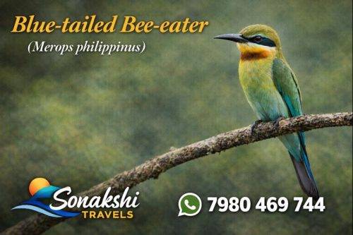 Blue-tailed-Bee-eater-Merops-philippinus