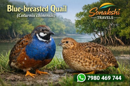 Blue‐breasted-Quail-Coturnix-chinensis