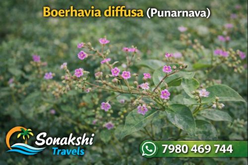 Boerhavia-diffusa-Punarnava