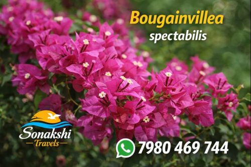 Bougainvillea-spectabilis