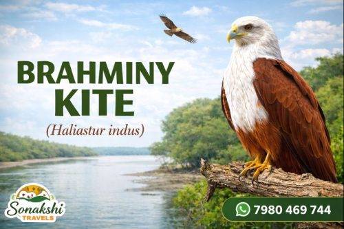 Brahminy-Kite-Haliastur-indus