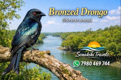Bronzed-Drongo-Dicrurus-aeneus