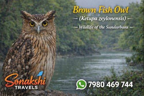 Brown-Fish-Owl-Ketupa-zeylonensis