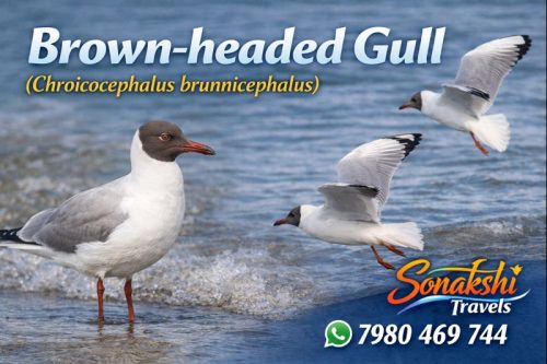 Brown-headed-Gull-Chroicocephalus-brunnicephalus