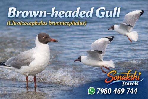 Brown-headed-Gull-Chroicocephalus-brunnicephalus (1)