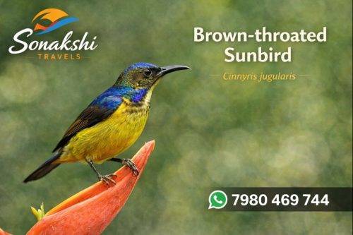 Brown-throated-Sunbird-Cinnyris-jugularis