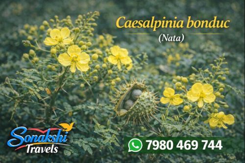 Caesalpinia-bonduc-Nata
