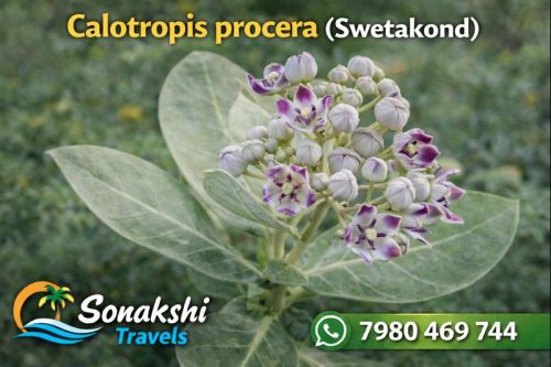 Calotropis-procera-Swetakond