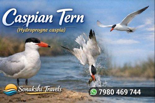 Caspian-Tern-Hydroprogne-caspia (1)