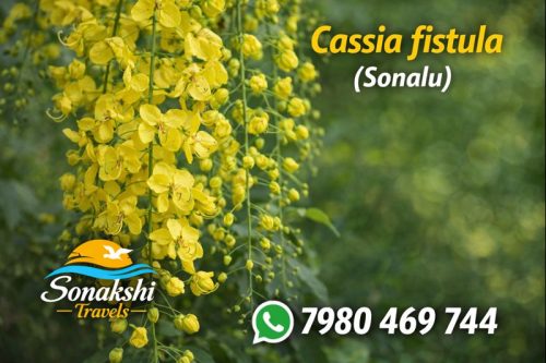 Cassia-fistula-Sonalu
