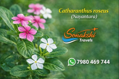 Catharanthus-roseus-Nayantara