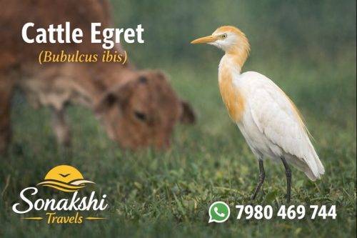 Cattle-Egret-Bubulcus-ibis