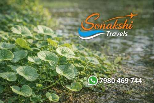 Centella-asiatica-Thankuni