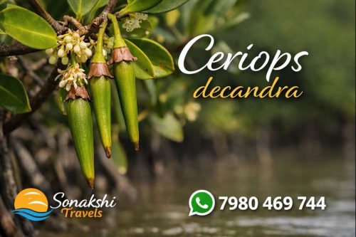 Ceriops-decandra (1)
