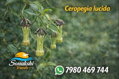 Ceropegia-lucida
