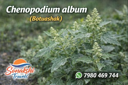 Chenopodium-album-Botuashak