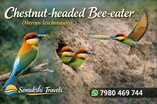 Chestnut-headed-Bee-eater-Merops-leschenaulti