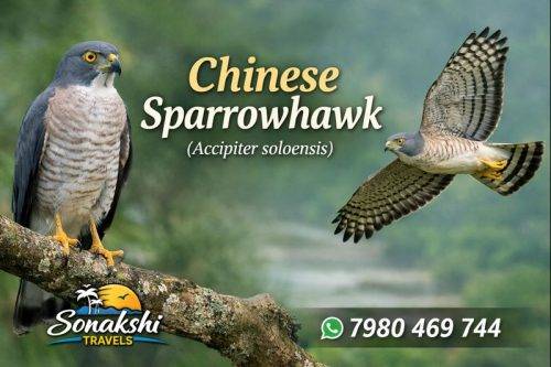 Chinese-Sparrowhawk-Accipiter-soloensis