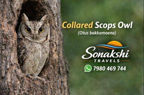 Collared-Scops-Owl-Otus-bakkamoena