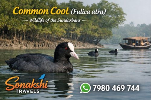 Common-Coot-Fulica-atra
