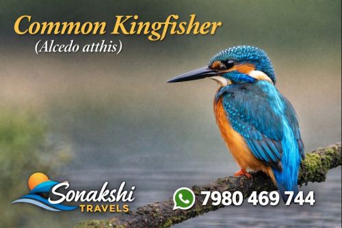 Common-Kingfisher-Alcedo-atthis