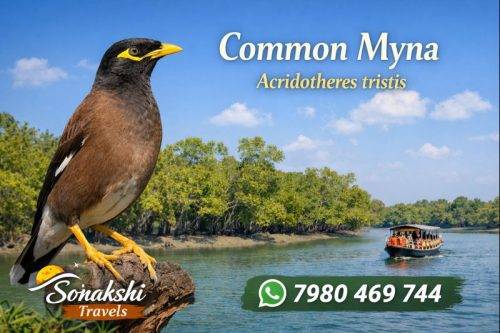 Common-Myna-Acridotheres-tristis