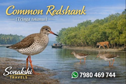 Common-Redshank-Tringa-totanus