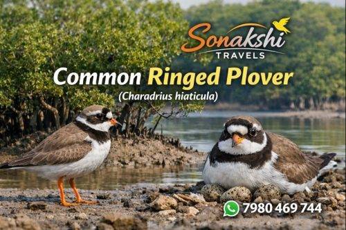 Common-Ringed-Plover-Charadrius-hiaticula (1)